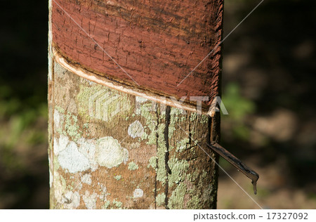 Rubber Tree 17327092