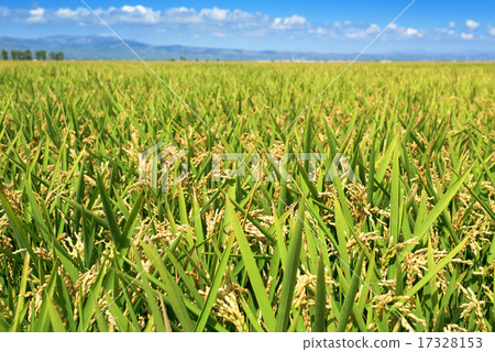 paddy field in the Ebro Delta, in Catalonia, Spain paddy field in the Ebro Delta, in Catalonia, Spain 17328153
