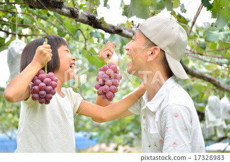 父母享受葡萄狩獵 17328983