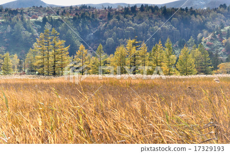 落葉松屬黃色葉子 17329193