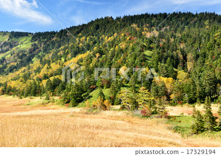 濕地的黃色葉子 17329194