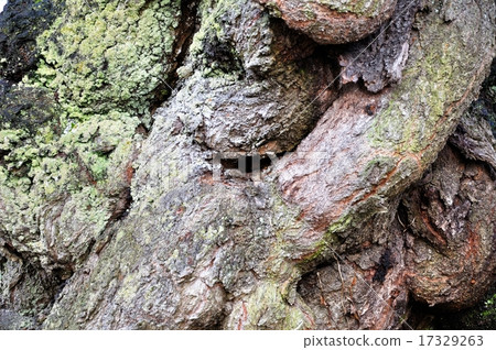 The pine which gave off 17329263