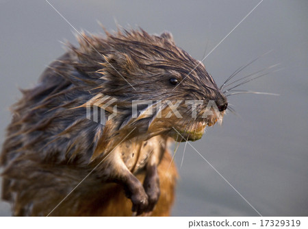 Close up Muskrat Close up Muskrat 17329319