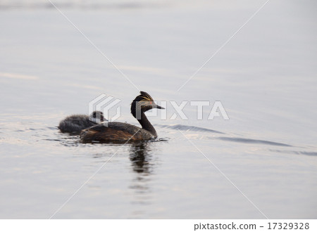 Eared Grebe with Babies Eared Grebe with Babies 17329328