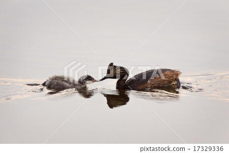 Eared Grebe with Babies Eared Grebe with Babies 17329336