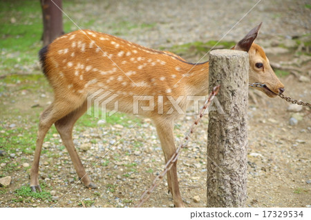 鹿咬了鍊子 鹿咬了鍊子 17329534