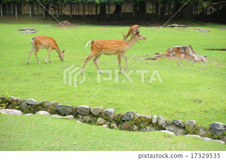 走鹿 走鹿 17329535