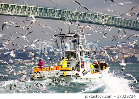 Ikanago釣魚 17329724