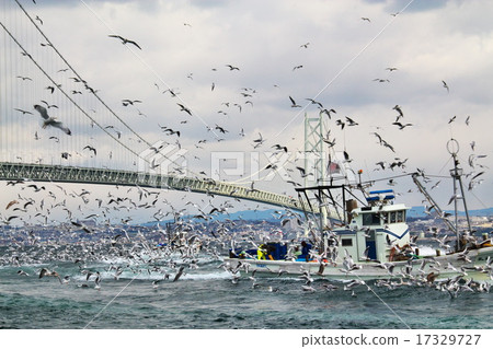 Ikanago釣魚 Ikanago釣魚 17329727