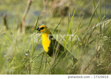 Yellow Headed Black Bird Yellow Headed Black Bird 17329818