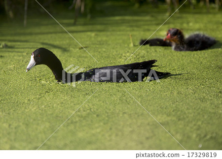 American Coot Waterhen American Coot Waterhen 17329819