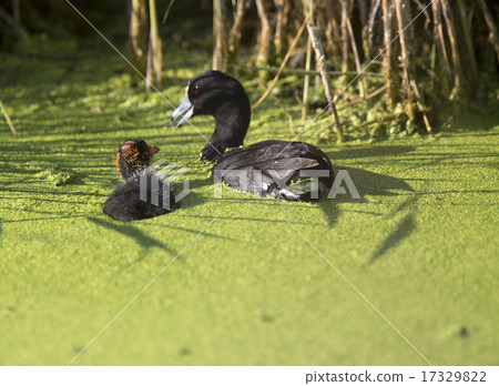 American Coot Waterhen American Coot Waterhen 17329822