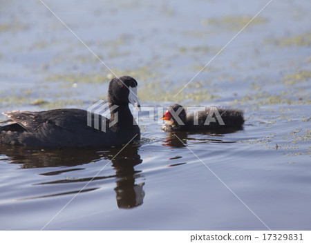 American Coot Waterhen American Coot Waterhen 17329831