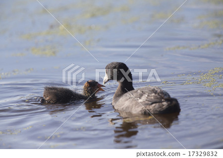 American Coot Waterhen American Coot Waterhen 17329832