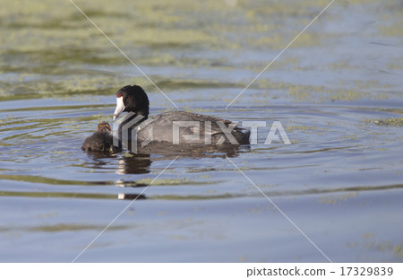 American Coot Waterhen American Coot Waterhen 17329839