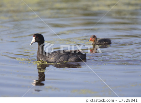 American Coot Waterhen American Coot Waterhen 17329841