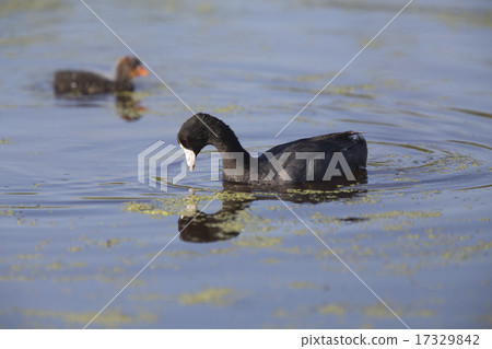 American Coot Waterhen American Coot Waterhen 17329842