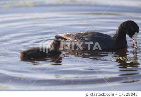 American Coot Waterhen American Coot Waterhen 17329843