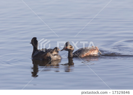 Eared Grebe with Babies Eared Grebe with Babies 17329846