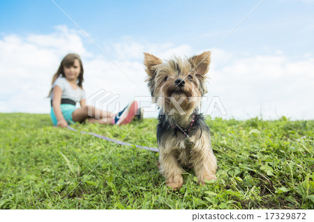 portrait of girl keeping pretty dog outdoor portrait of girl keeping pretty dog outdoor 17329872