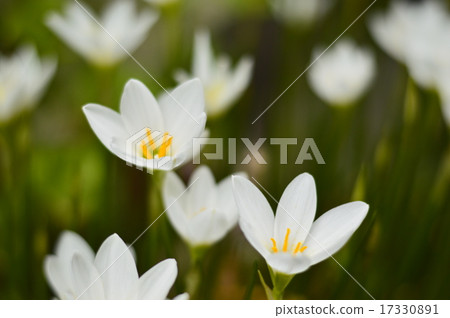  白花 17330891