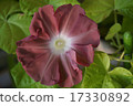 牽牛花牽牛花 17330892