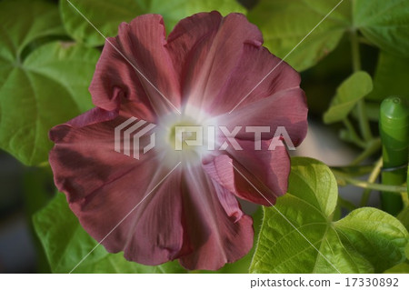 Morning glory morning glory 17330892