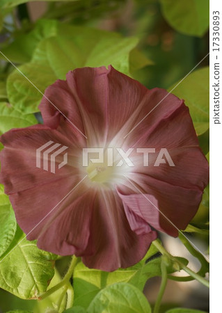 Morning glory morning glory 17330893