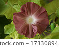 牽牛花牽牛花 17330894