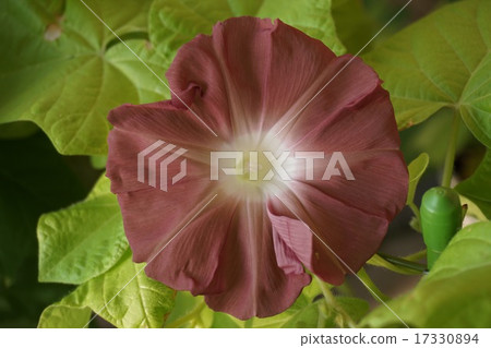 Morning glory morning glory 17330894