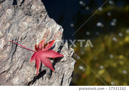 Autumn leaves falling on rocks that shine in the spark of water Autumn leaves falling on rocks that shine in the spark of water 17331182