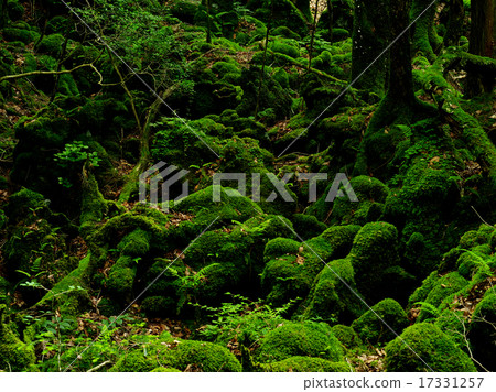 Aoki is a primitive tree Aoki is a primitive tree 17331257