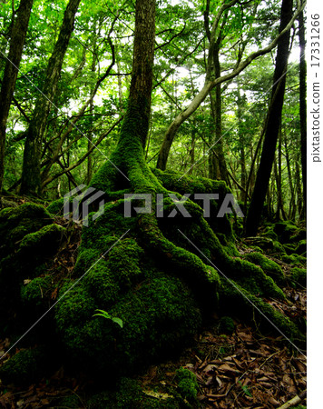 Aoki is a primitive tree Aoki is a primitive tree 17331266