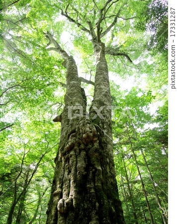 Forest keeper Forest keeper 17331287