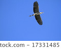 在藍天的鳥 17331485