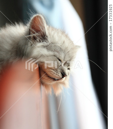 afternoon nap afternoon nap 17331925