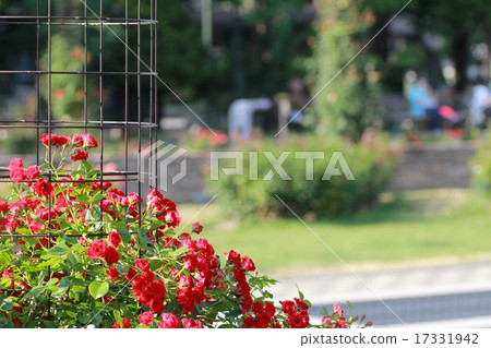 Beautiful bright red roses blooming in a flowerbed in the park 17331942