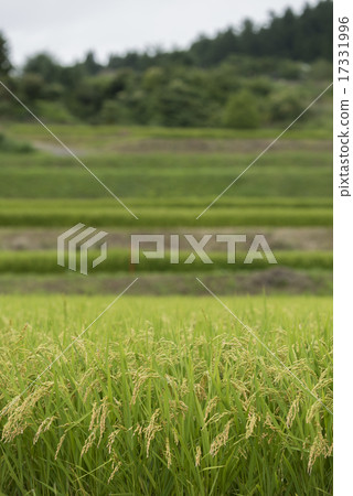 綠色水稻植物和風景 綠色水稻植物和風景 17331996
