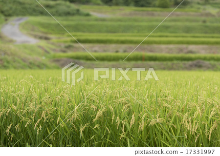 Green rice plants and landscape Green rice plants and landscape 17331997
