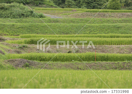 Green rice plants and landscape Green rice plants and landscape 17331998