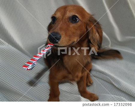 Mischief dog 17332098