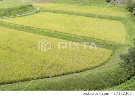 綠色水稻植物和風景 17332305