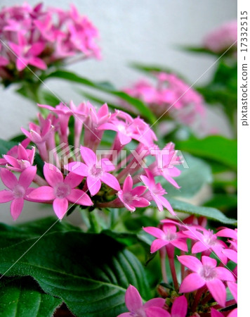 Pentas 17332515