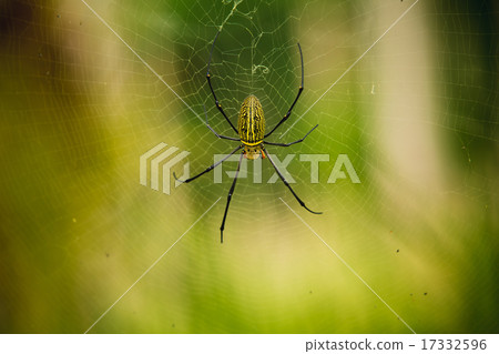 female Golden Web Spider female Golden Web Spider 17332596