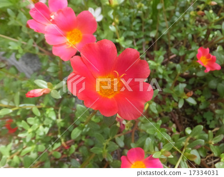 Portulaca 17334031