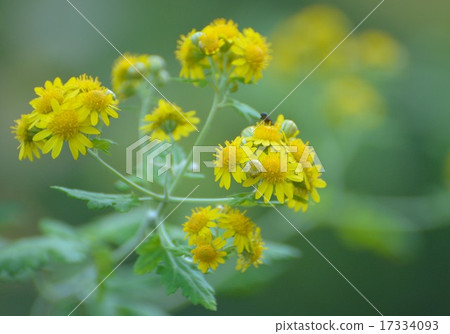 Flower golden chrysanthemum flower 17334093