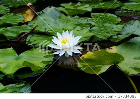 Water lily 17334385