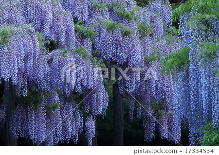 Fuji in full bloom 17334534
