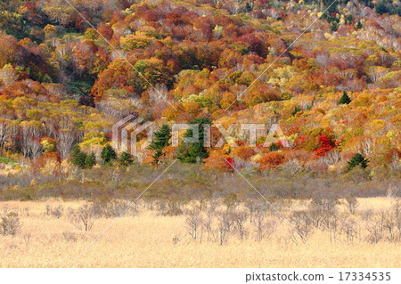 Beech forest brightly 17334535