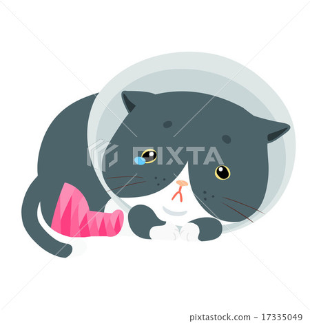 fat cat injury splinting leg vector illustration fat cat injury splinting leg vector illustration 17335049